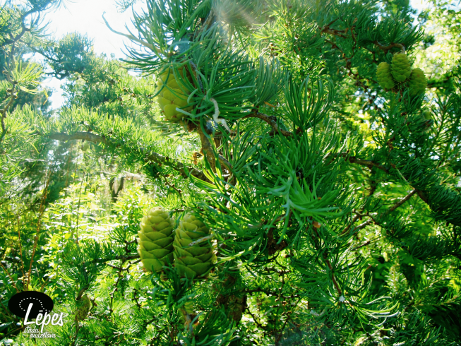 Larix kaempferi   'Diana'